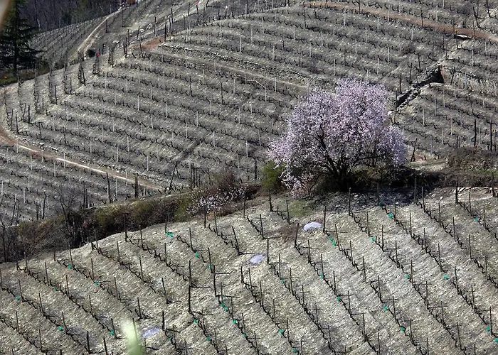 Cascina Arcangelo Raffaele * Verduno